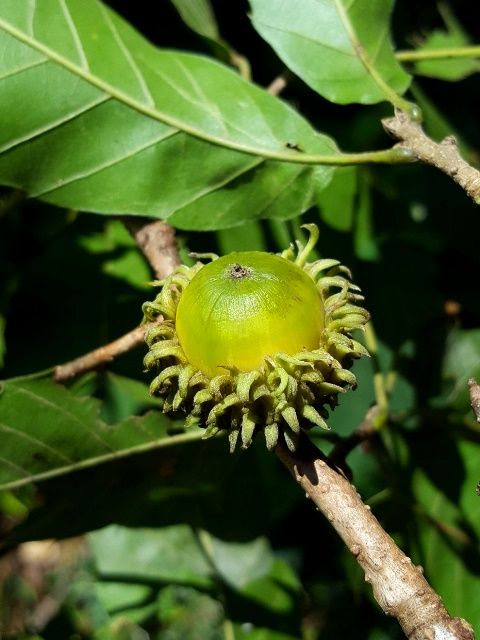 里山の植物