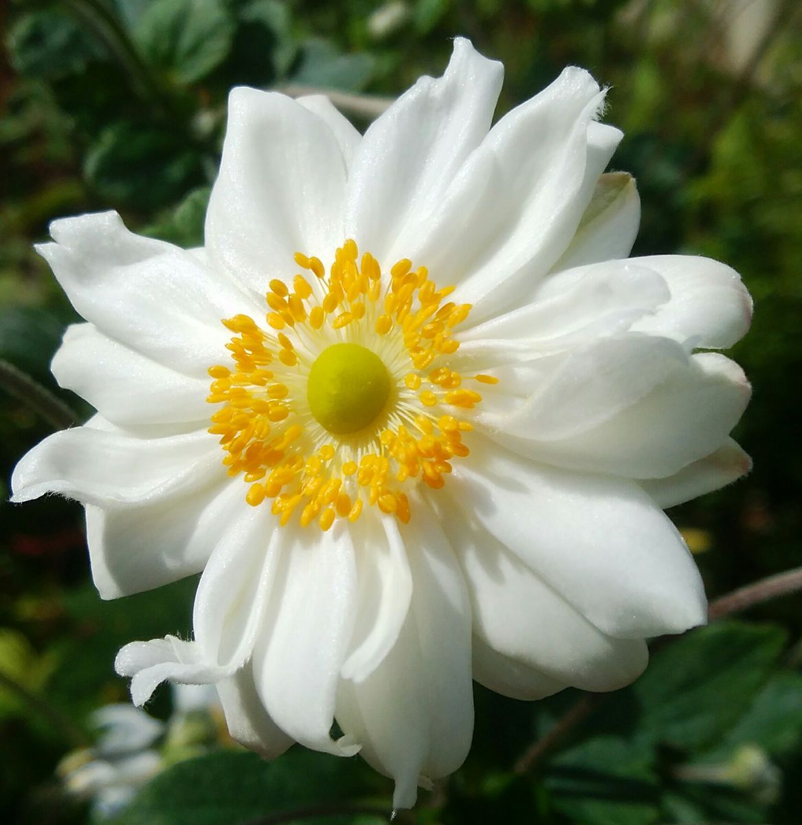 お庭のお花達💕