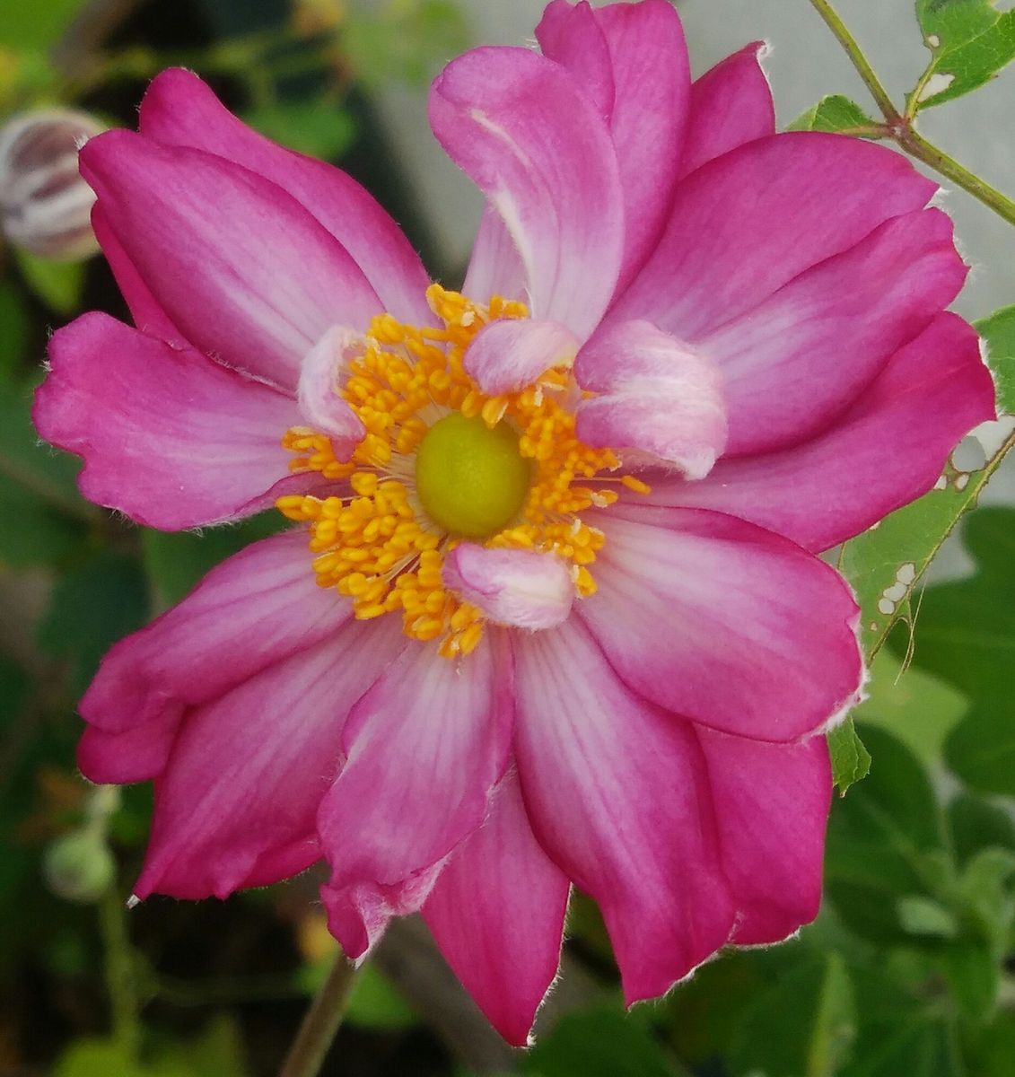 お庭のお花達💕