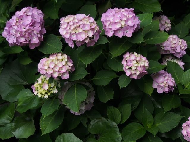 花散歩　箱根　彫刻の森