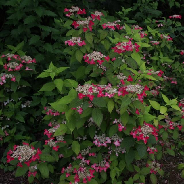 花散歩　箱根　彫刻の森