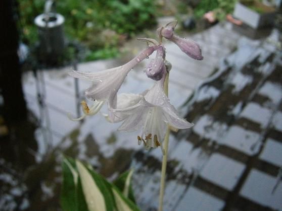 ホスタ、気になる・・・。