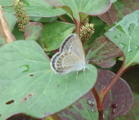 花とアゲハチョウ