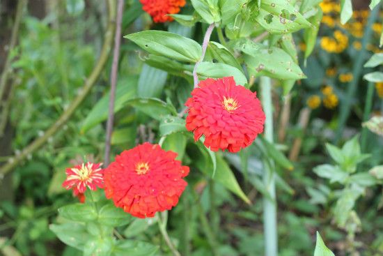 荒れ地の赤い花