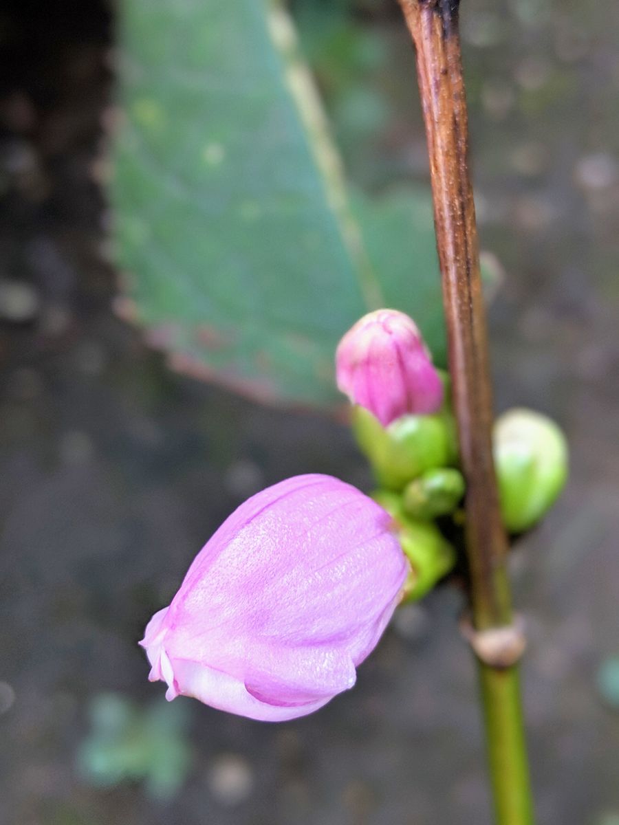 植えてないお花