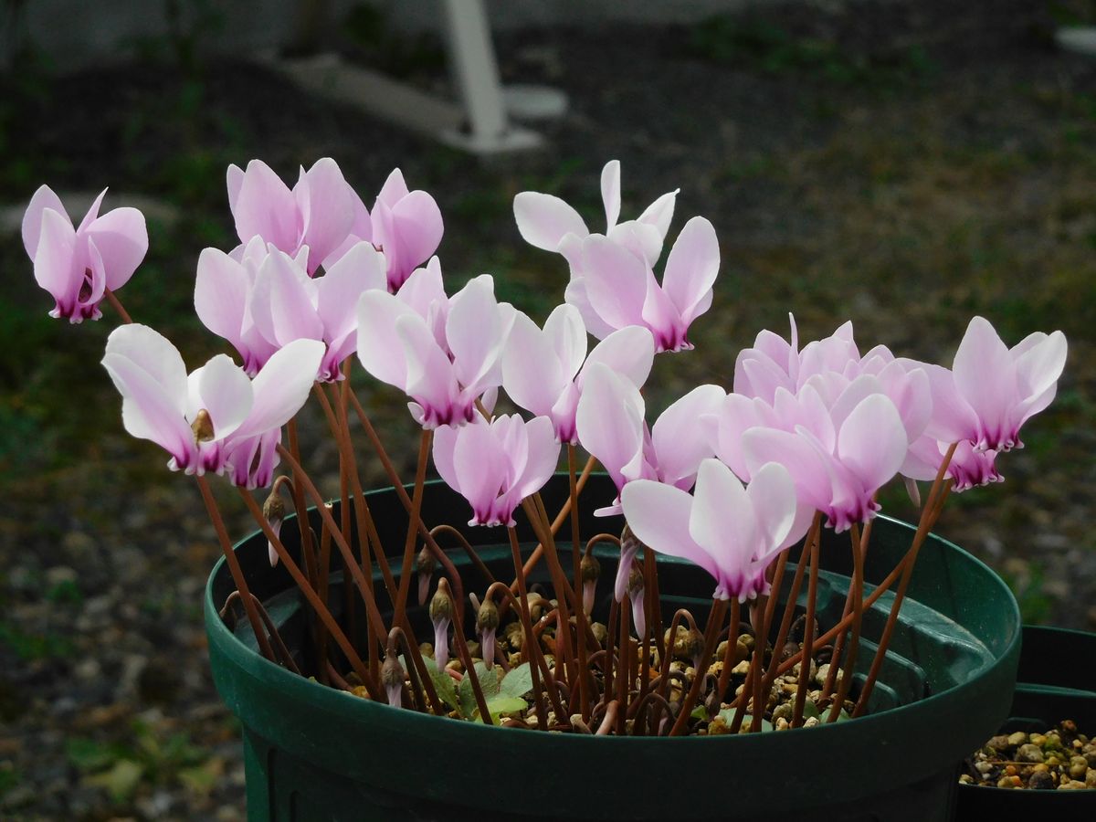 秋咲き原シクが花盛り♪