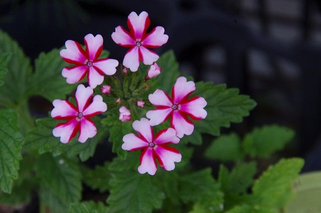 ミニ花壇植栽