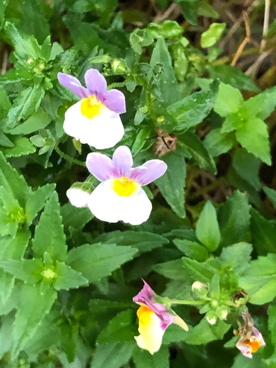 小さな花が咲いている。