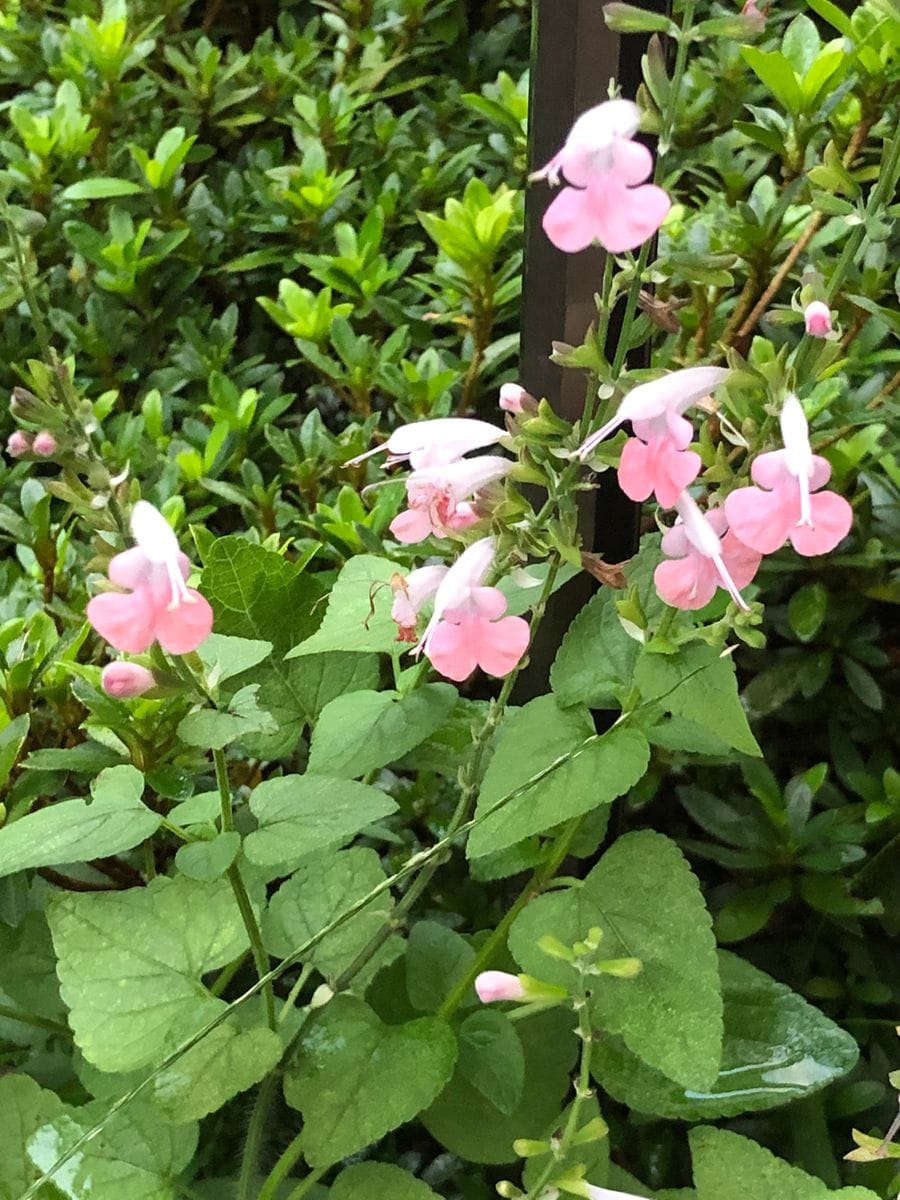 小さな花が咲いている。