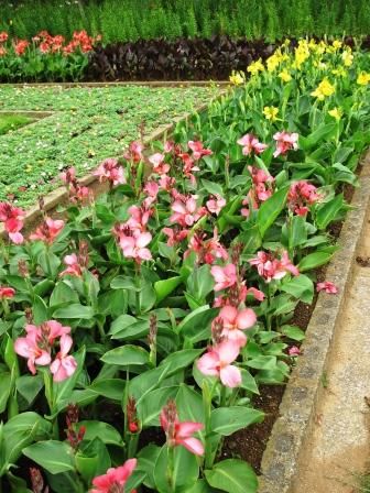 夏になると元気なお花