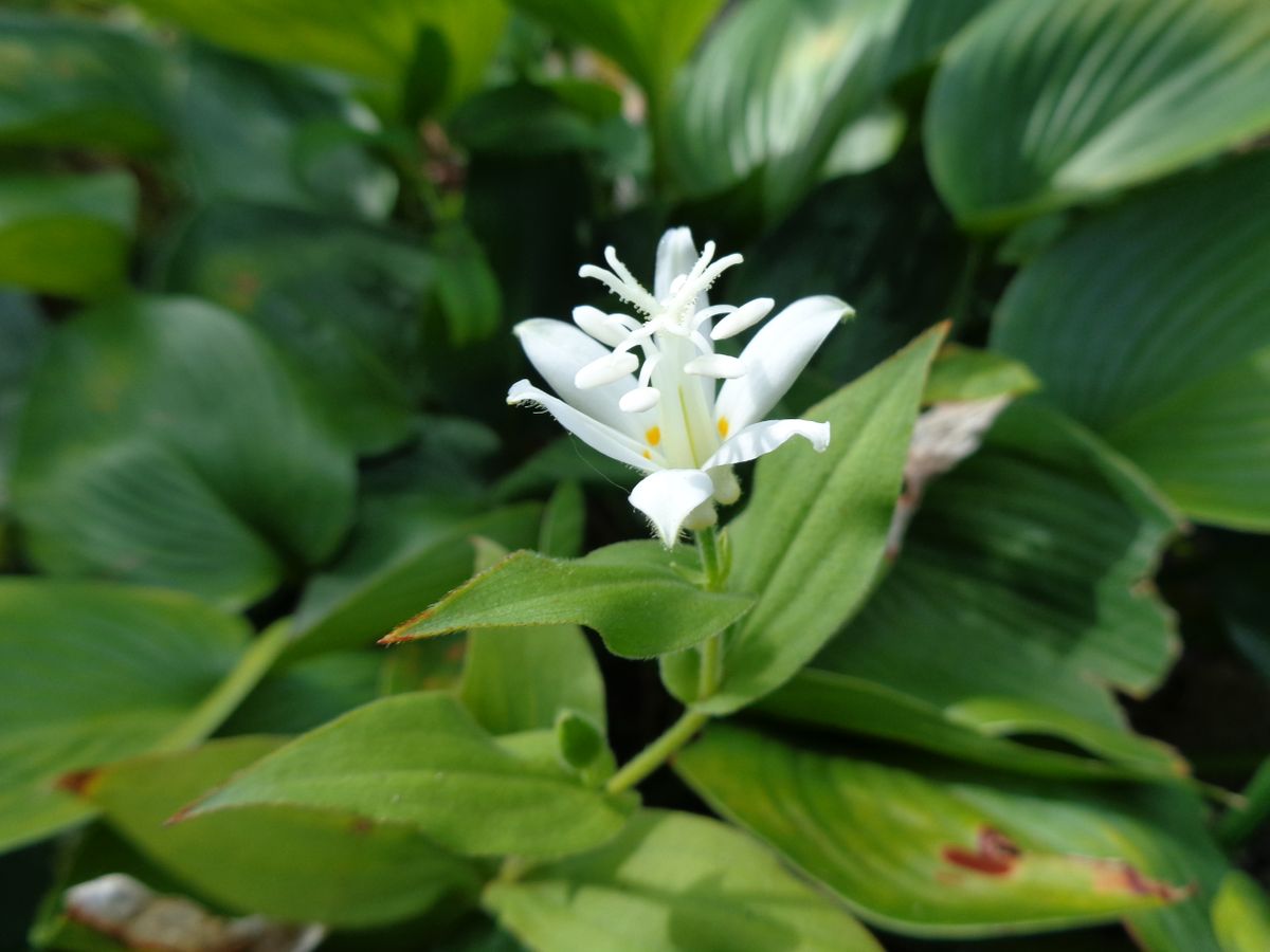 いろいろなお花たち