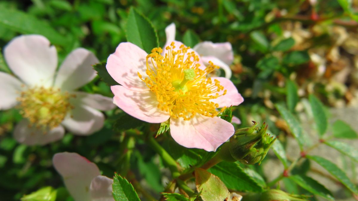 今朝の花三種