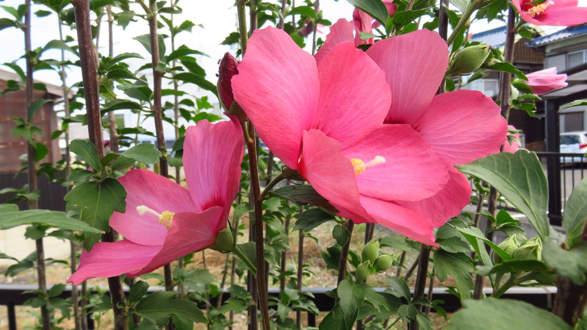 今朝の花三種