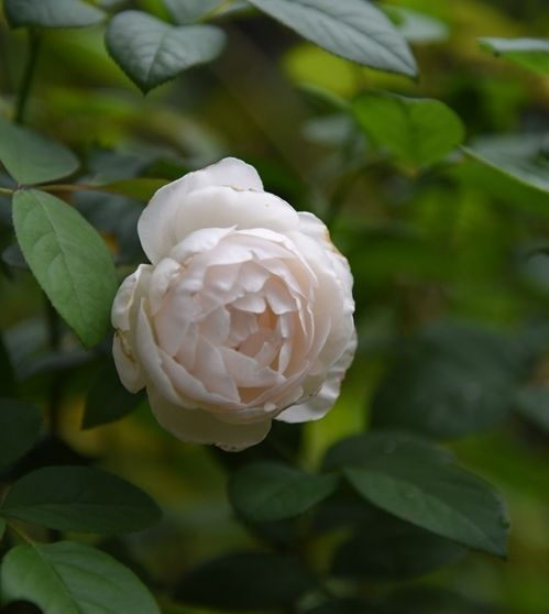 デスデモーナはまだ夏の花