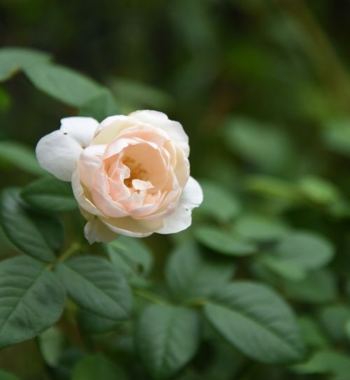 デスデモーナはまだ夏の花