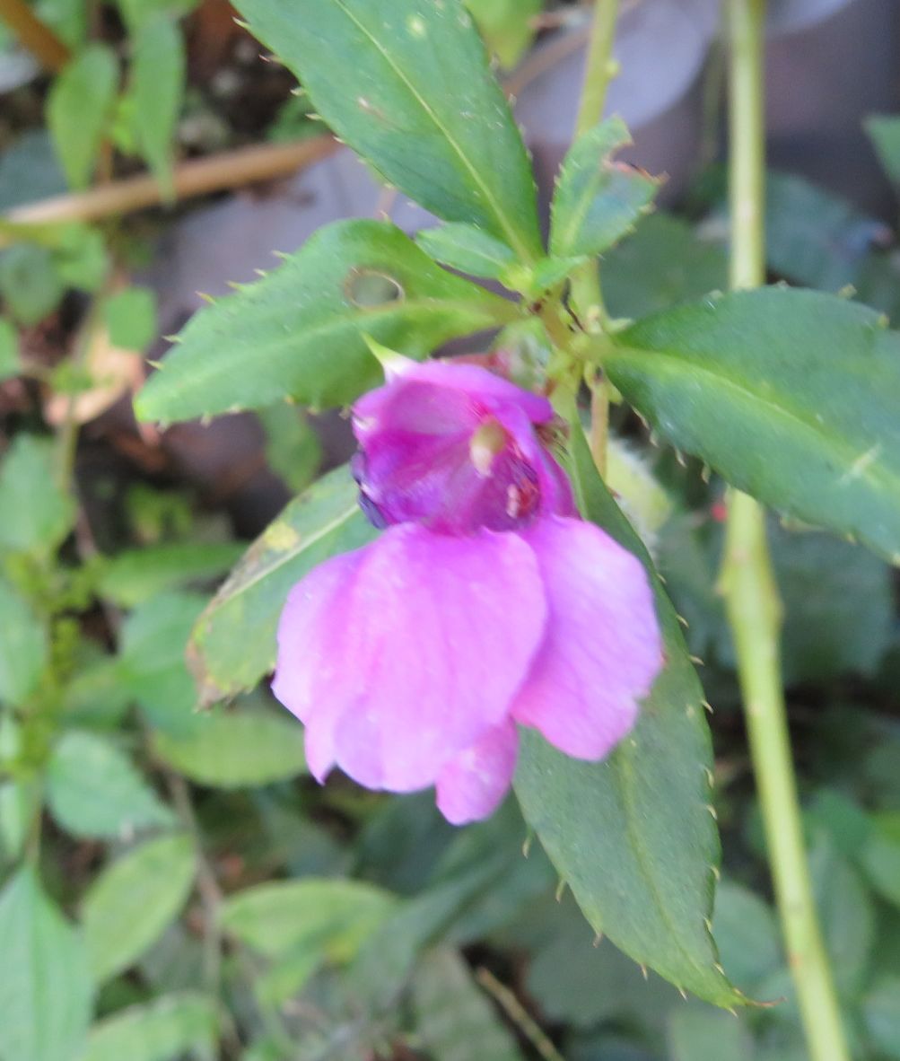 最後の花か？