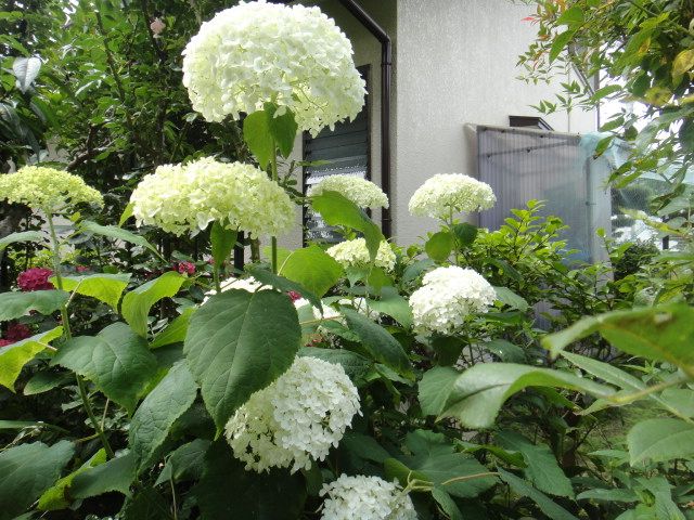 梅雨真っ盛り