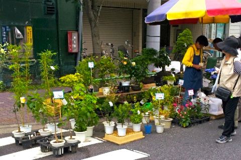 霧雨の植木市