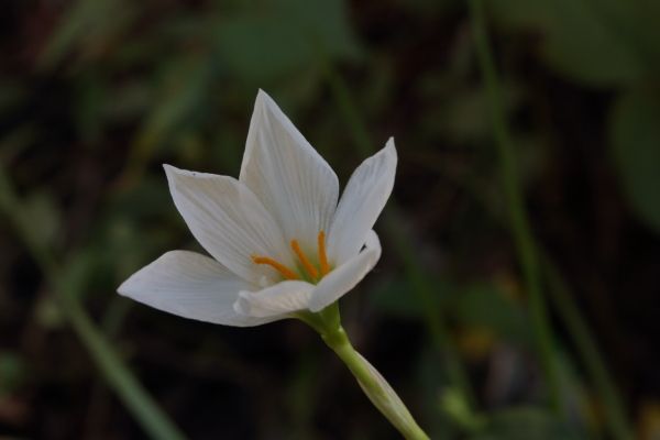 行ってまいりました「ラマンチャの男」