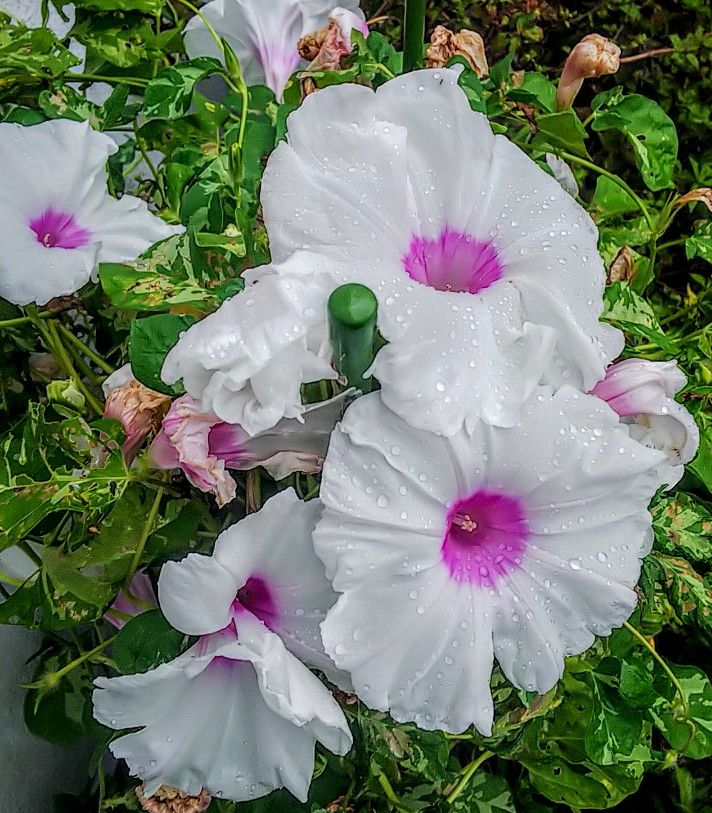 小雨の朝の花