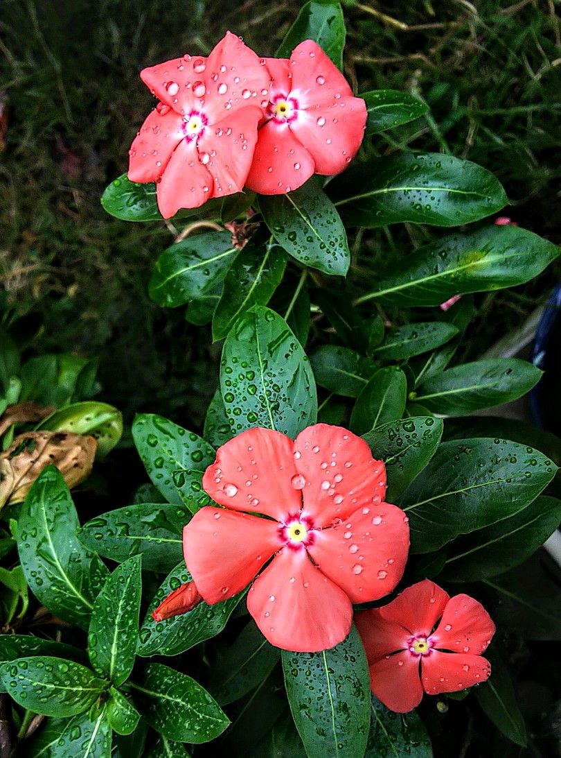 小雨の朝の花