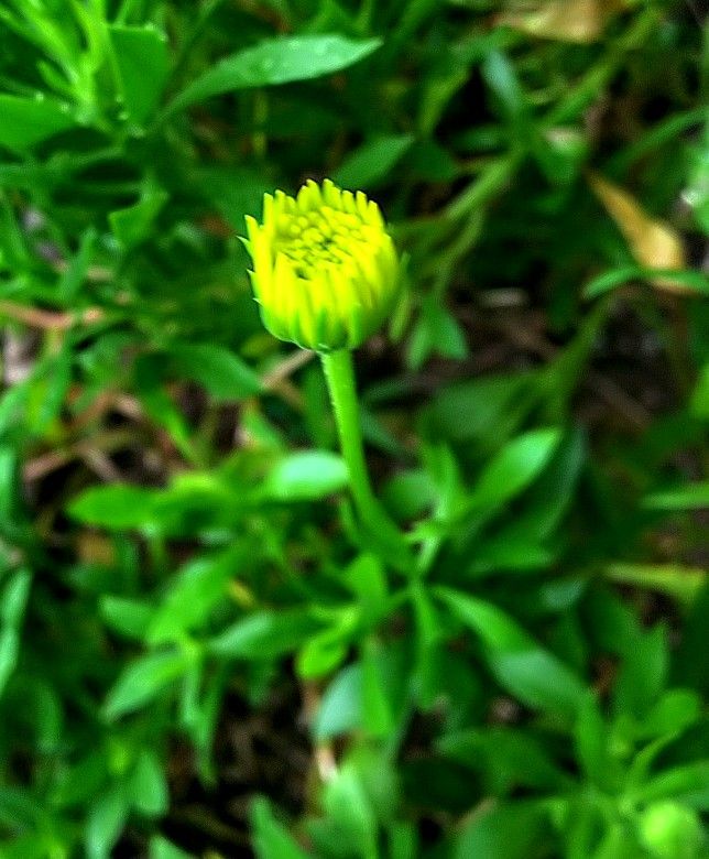 小雨の朝の花