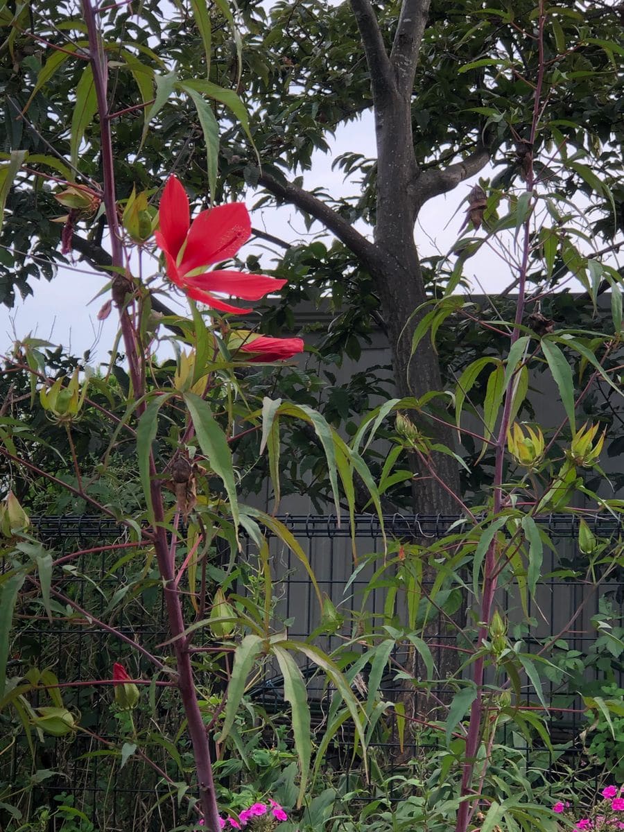 フルール公園の赤い花