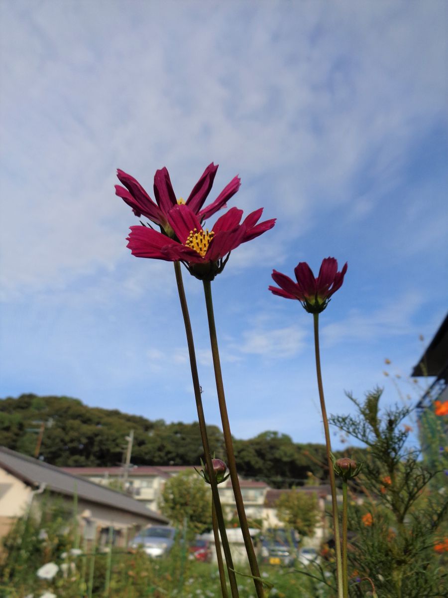 今日も晴れました☀