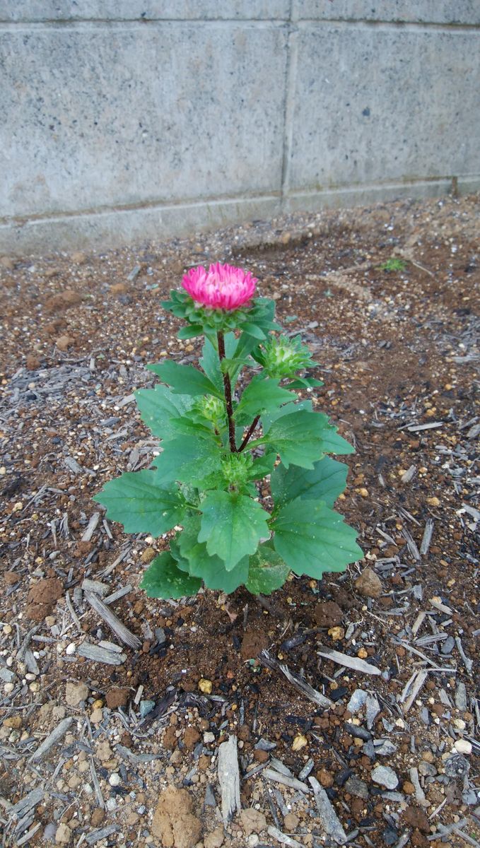 アスターが開花しました。