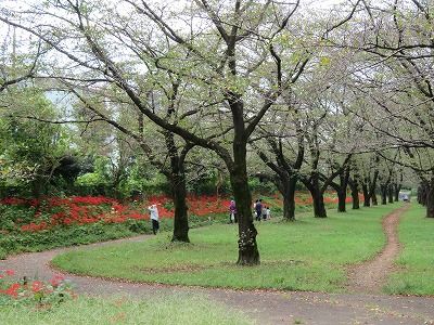 台田運動公園_彼岸花が見頃（東京都清瀬市）