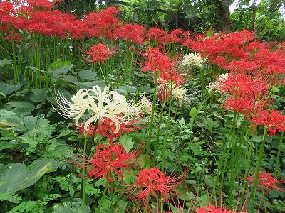 台田運動公園_彼岸花が見頃（東京都清瀬市）