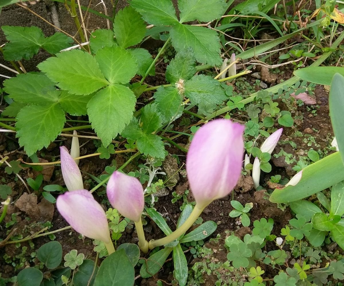 アマクリナム二番花