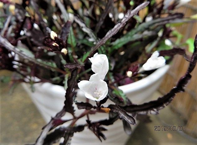 山野草の寄せ植え①