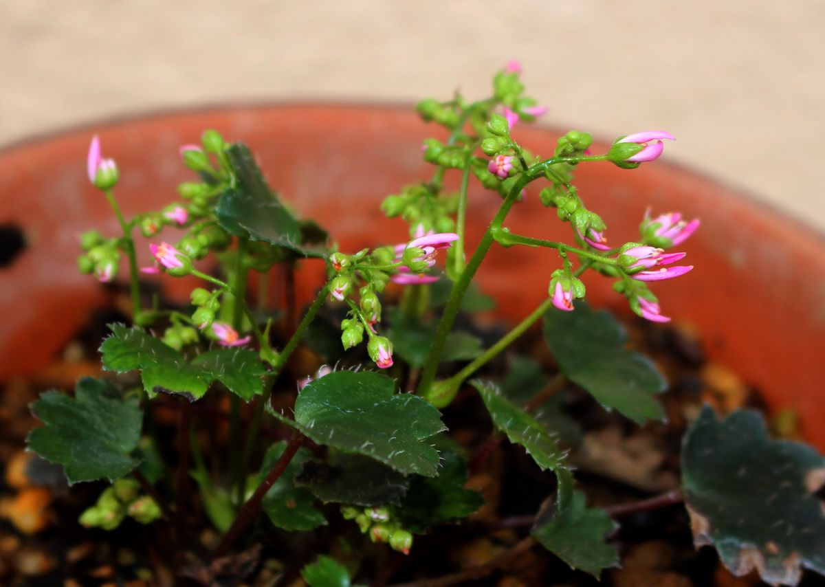 秋を謳歌する花