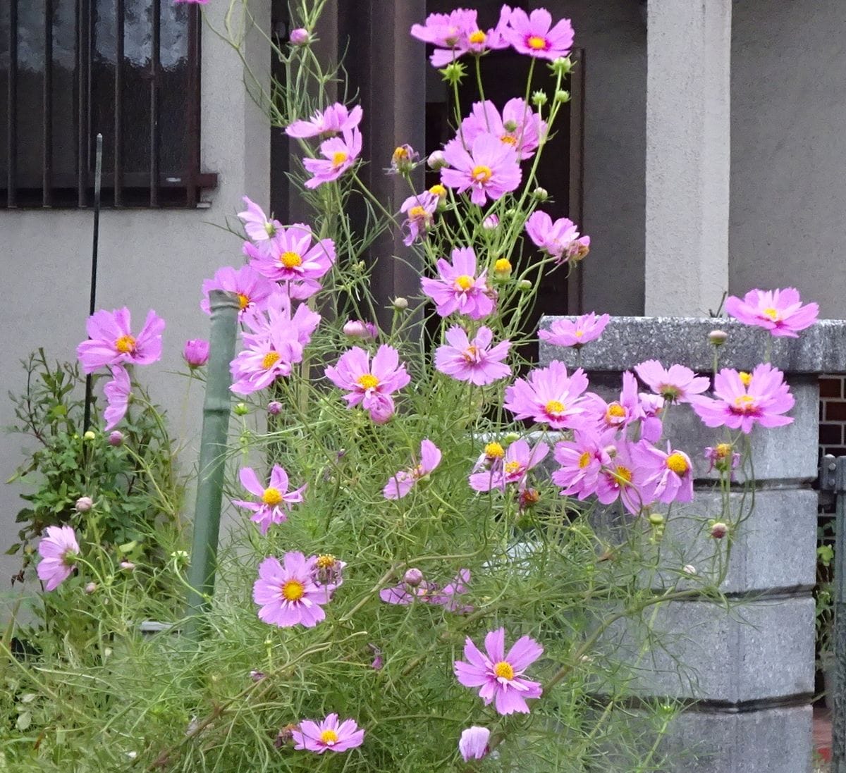 花はお日様が好き