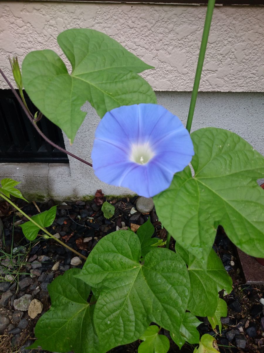 10月の朝顔