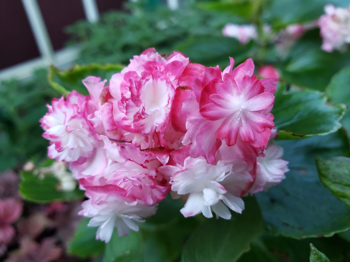 今朝のお花たち🍀