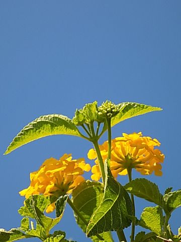 青空（87）ご近所の花