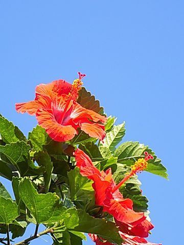 青空（87）ご近所の花