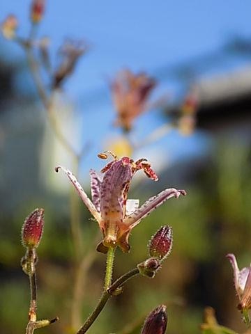 青空（87）ご近所の花