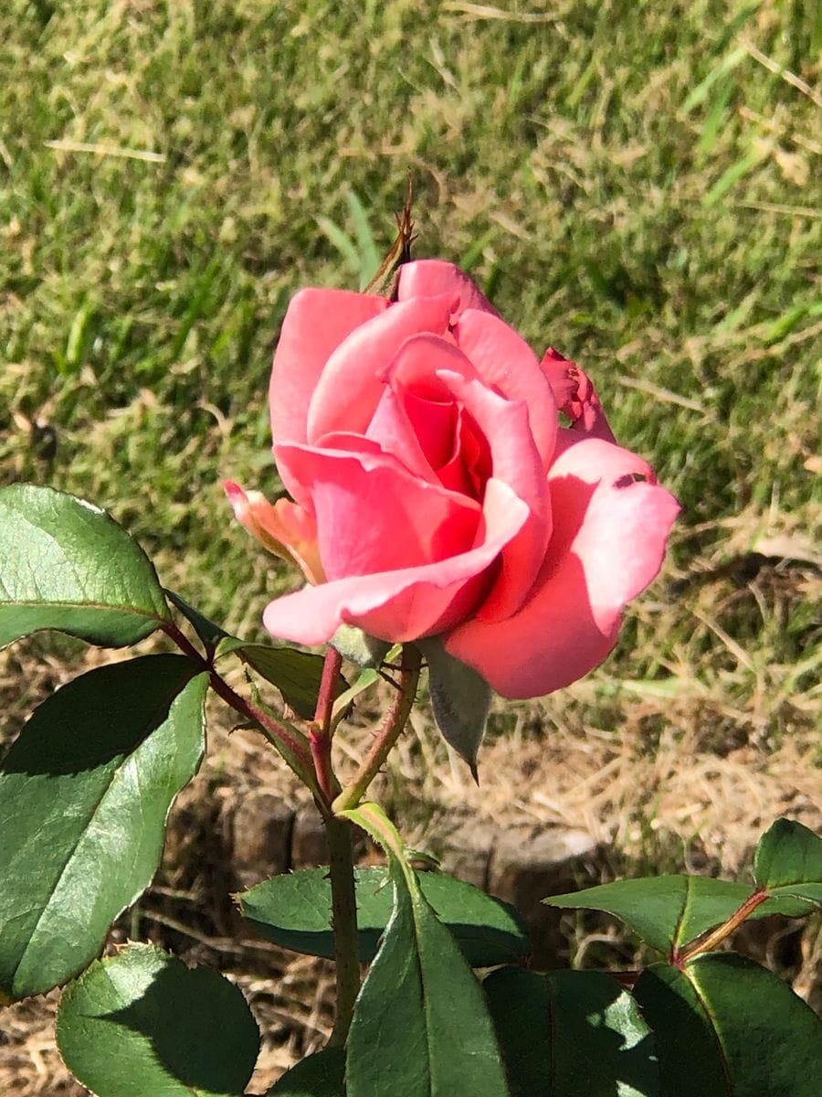 薔薇はまだでした。🌹