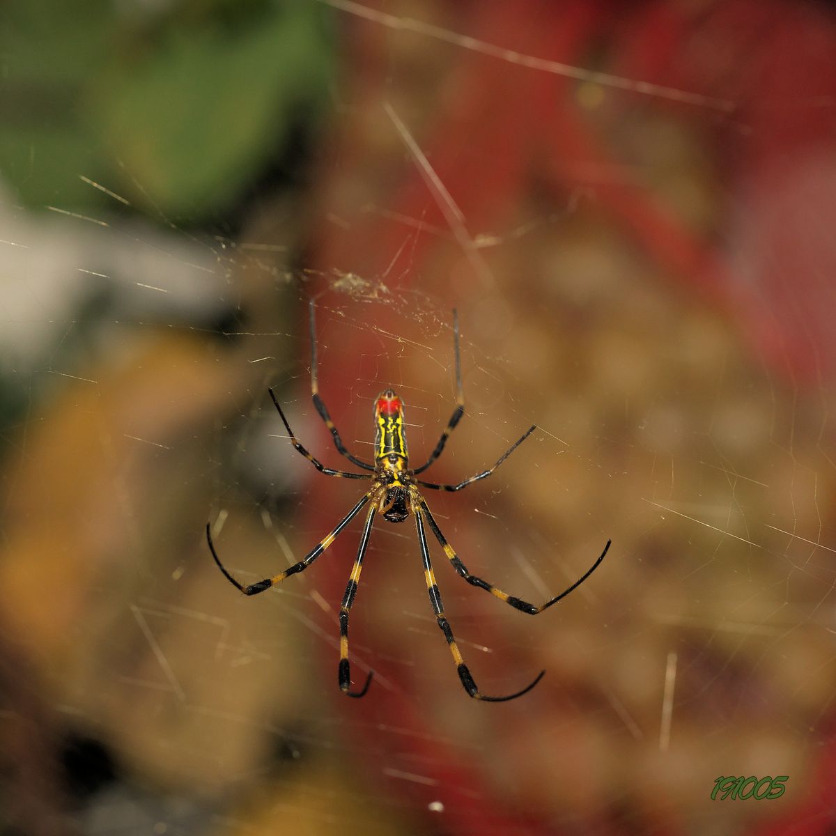 蜘蛛の糸 水盆 園芸日記by パリンドローム みんなの趣味の園芸