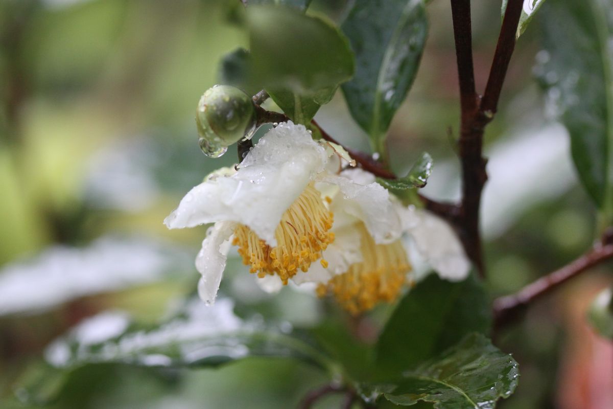 昨日は強風～今日は雨！