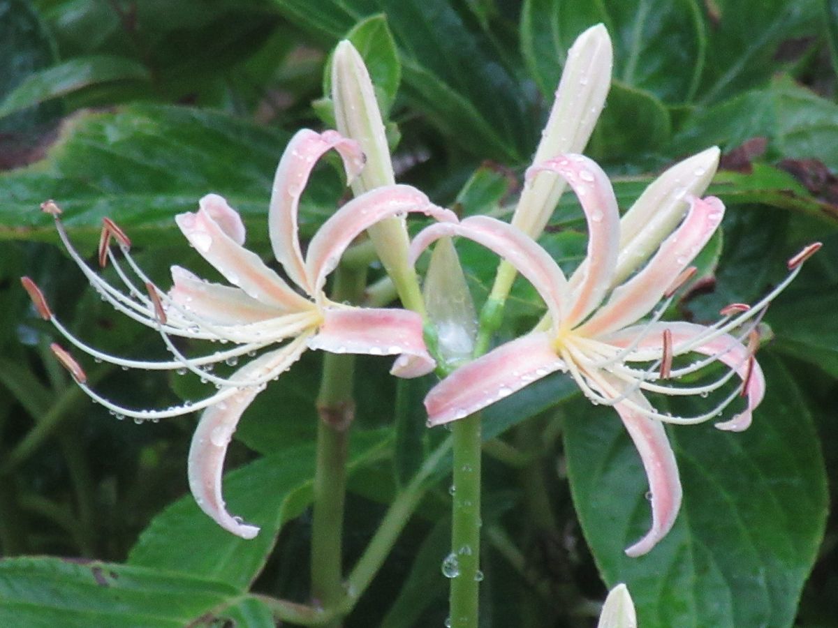 由愛(ゆめ)の花日記♪