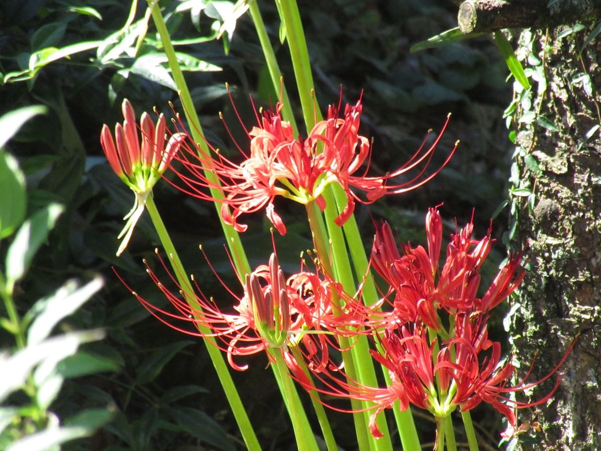 由愛(ゆめ)の花日記♪