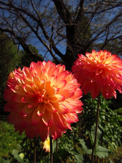 百花繚乱、秋の植物園。