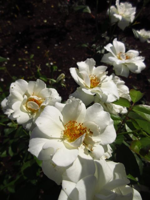 百花繚乱、秋の植物園。