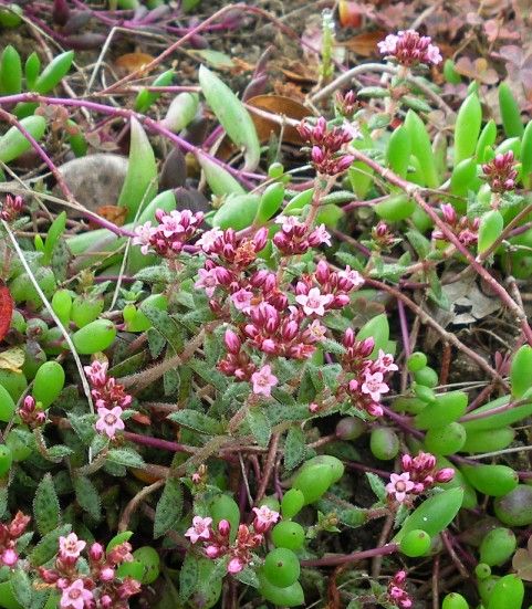 多肉のお花