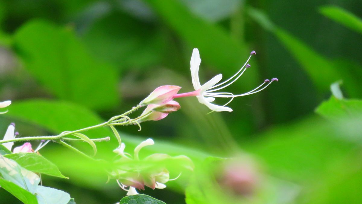 山歩きで秋を感じたこと-クサギ