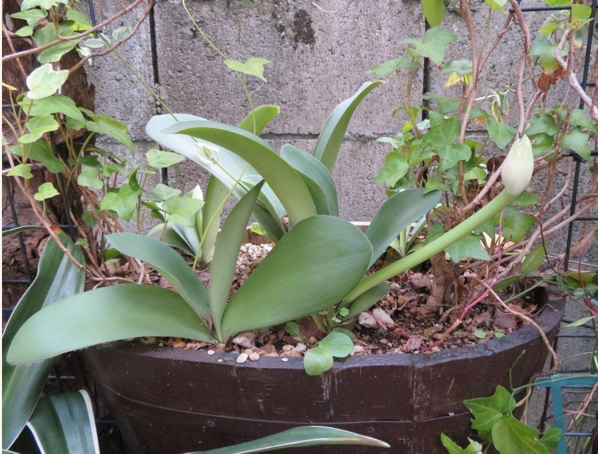 マユハケオモトが花咲き始めた